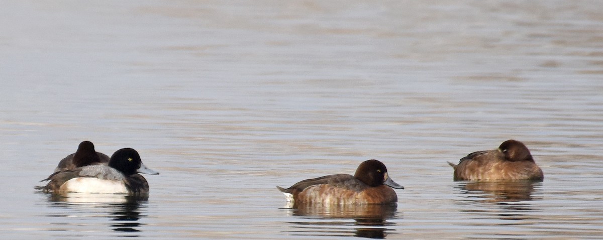 Greater Scaup - ML132825651