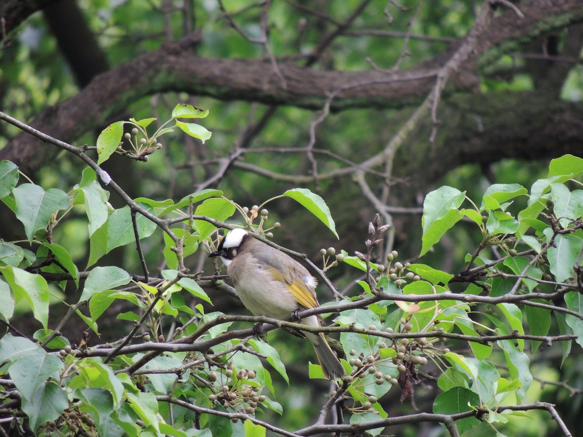 Light-vented Bulbul - ML132826241