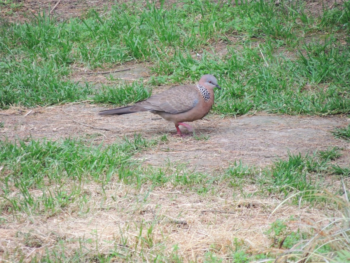 Spotted Dove - ML132826461