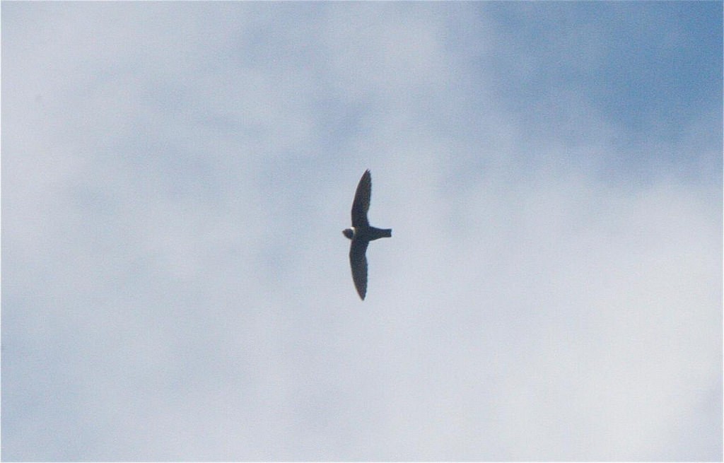 White-collared Swift - Eric DeFonso 🦑