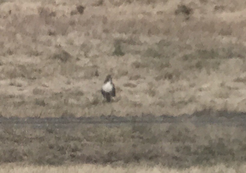 Red-tailed Hawk (abieticola) - ML132828001