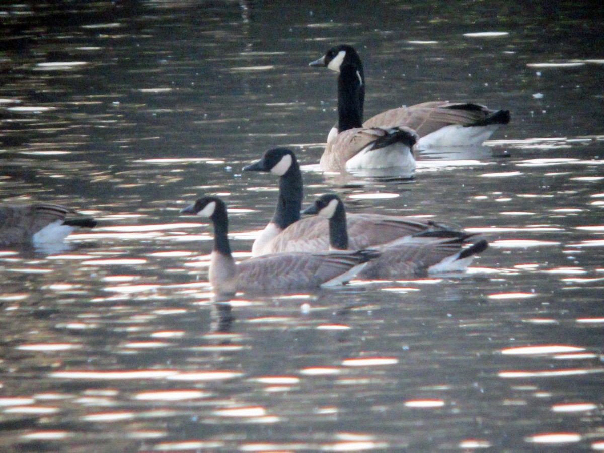 Cackling/Canada Goose - ML132828721