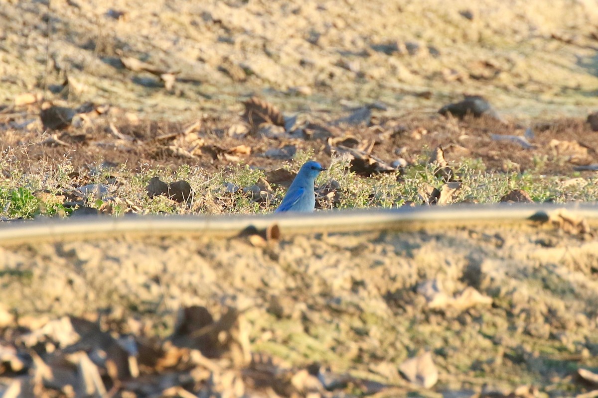 Mountain Bluebird - ML132831001