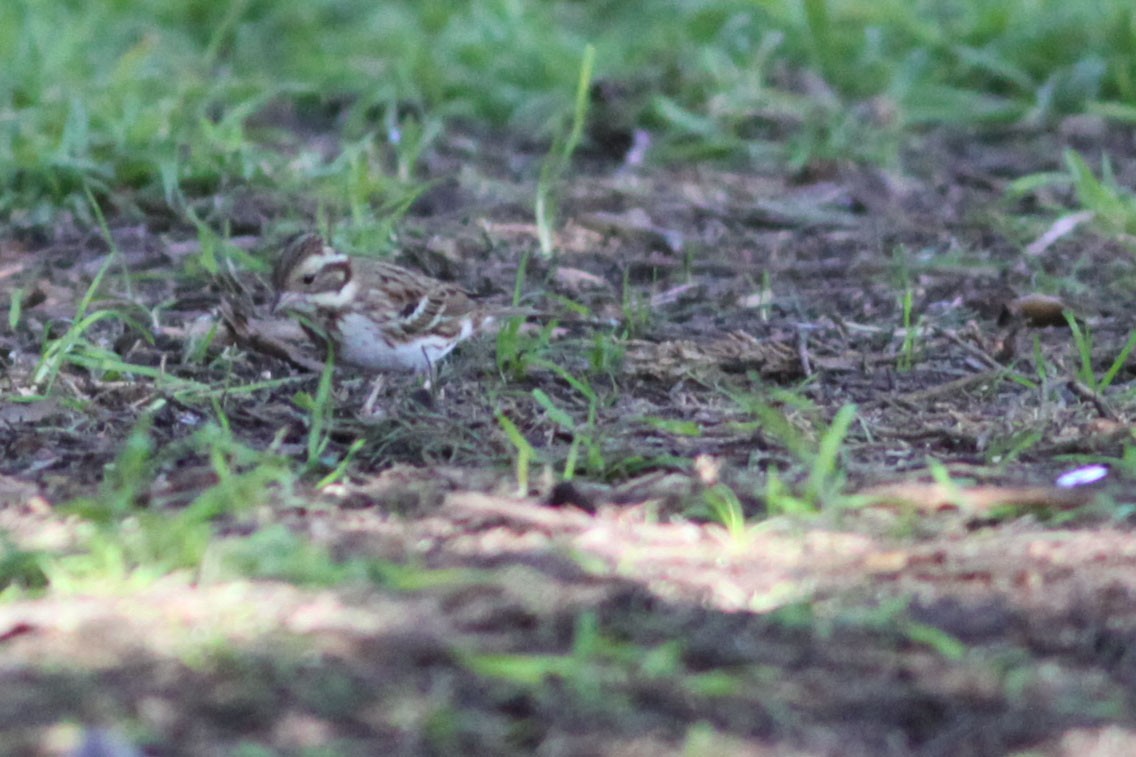 Rustic Bunting - Bunkie Mangum