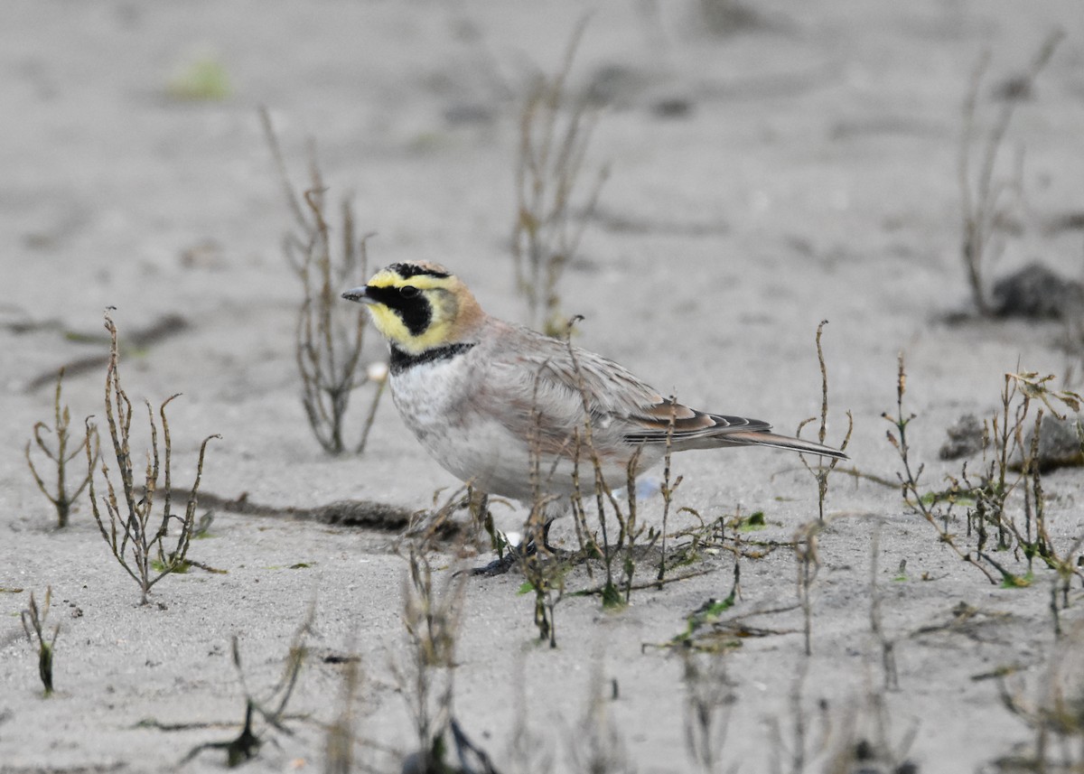 Horned Lark - ML132832091