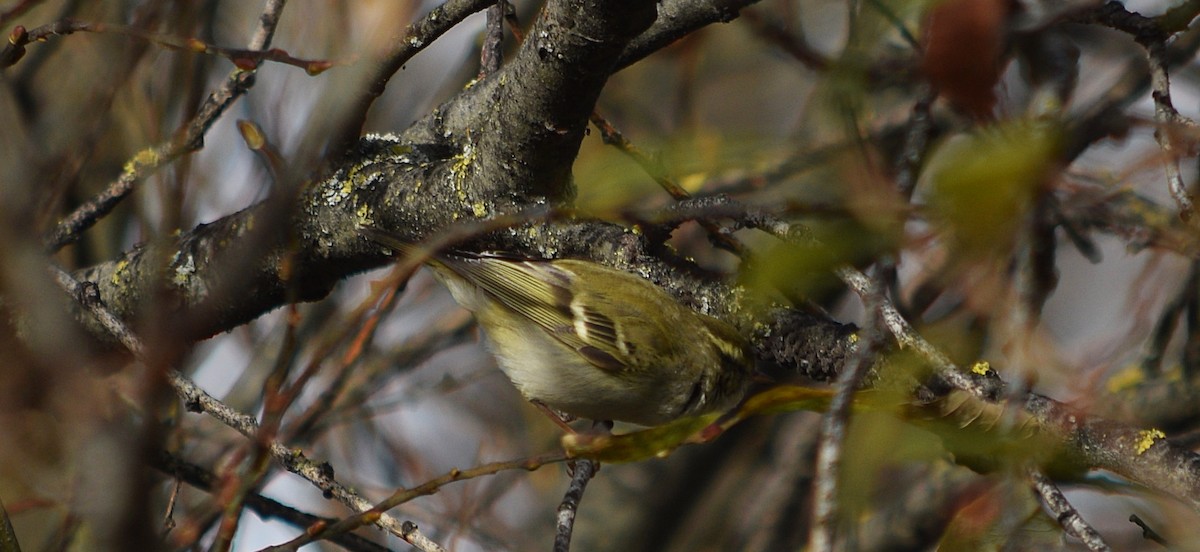 Yellow-browed Warbler - ML132832491