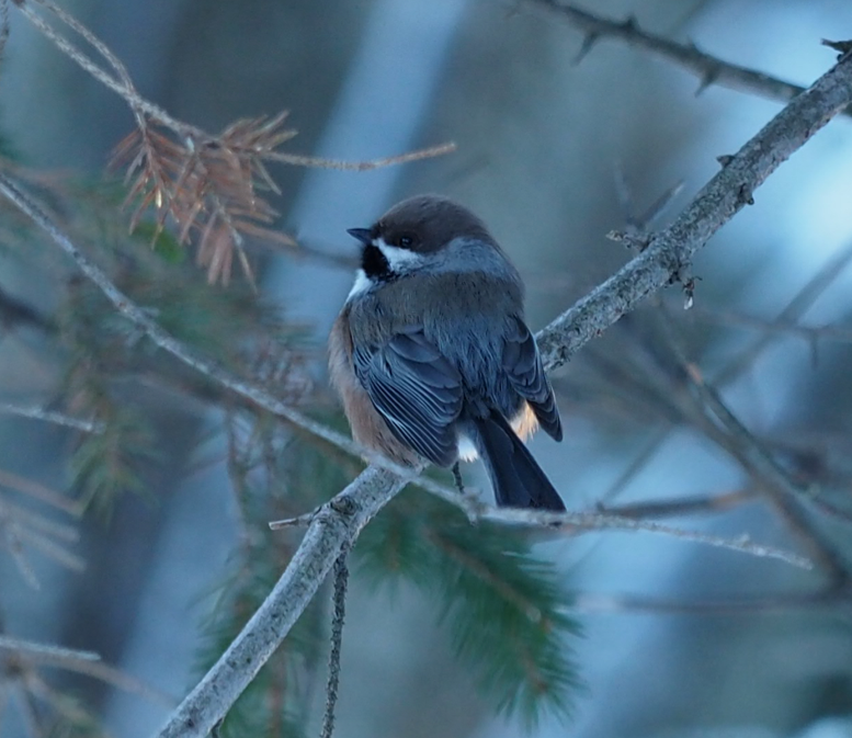 Mésange à tête brune - ML132835551