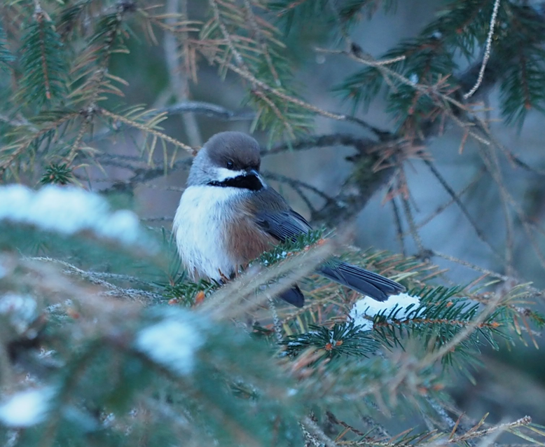 Boreal Chickadee - ML132835561