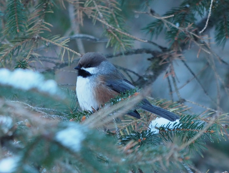 Mésange à tête brune - ML132835571