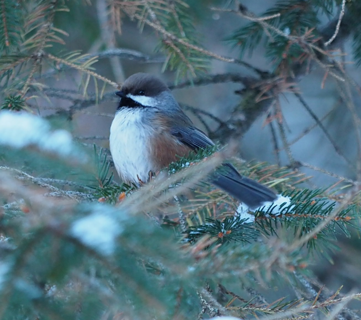 Mésange à tête brune - ML132835581