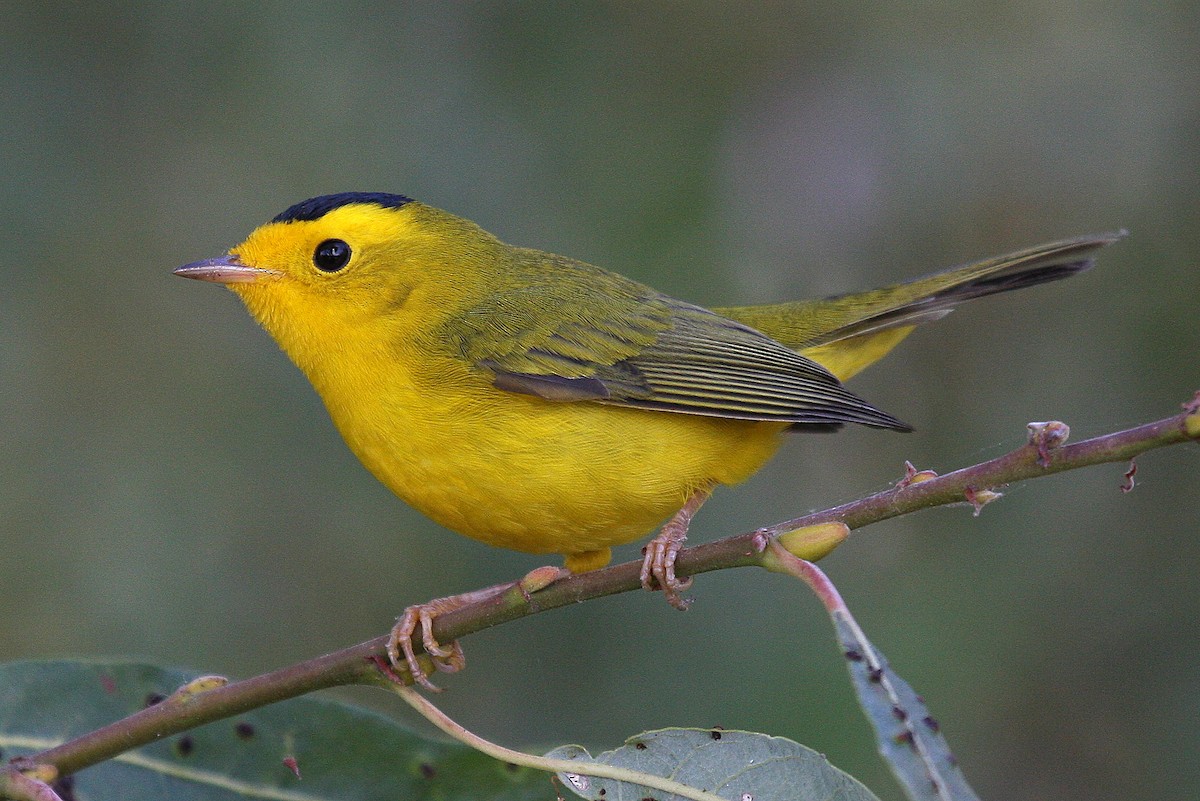 Wilson's Warbler - ML132836521