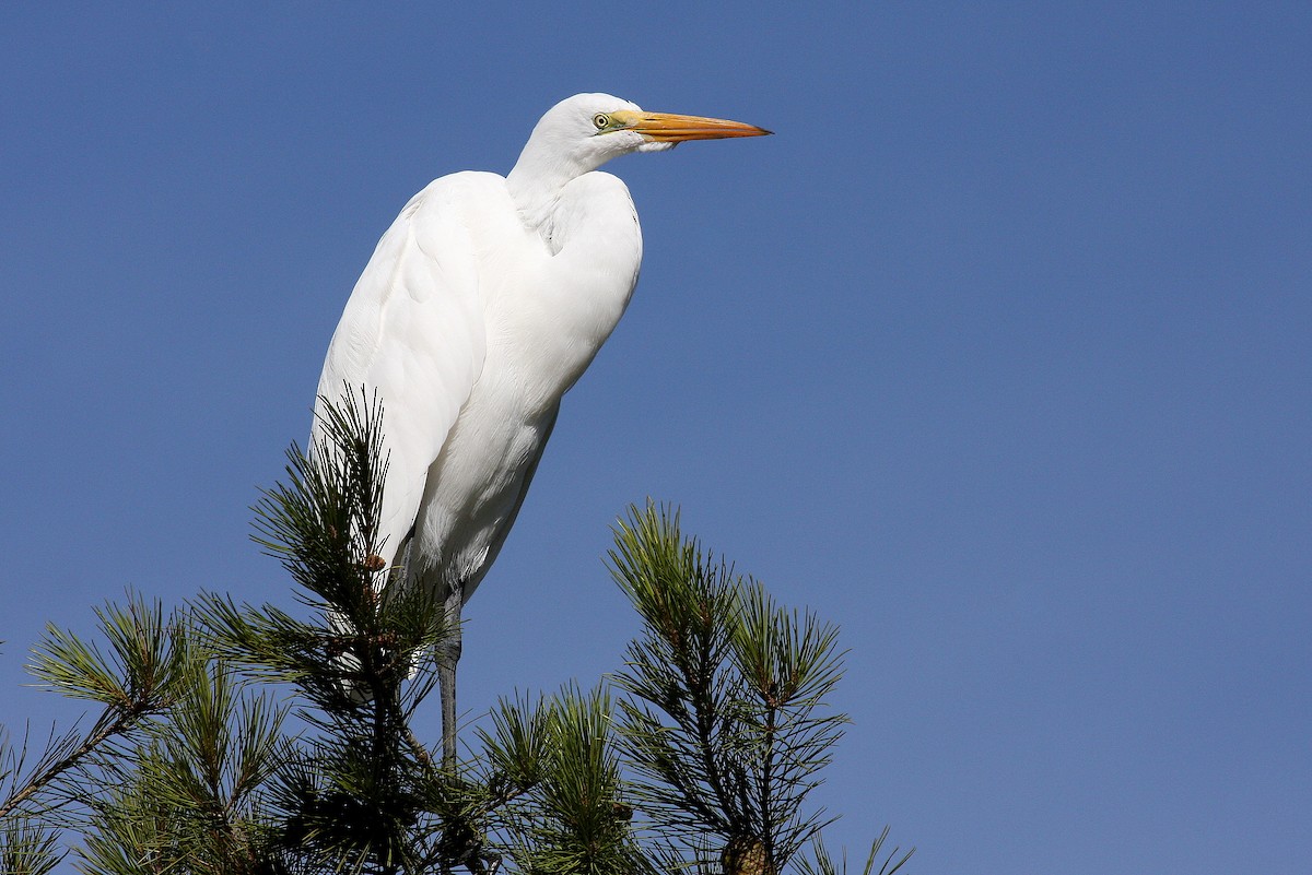 Great Egret - ML132836541