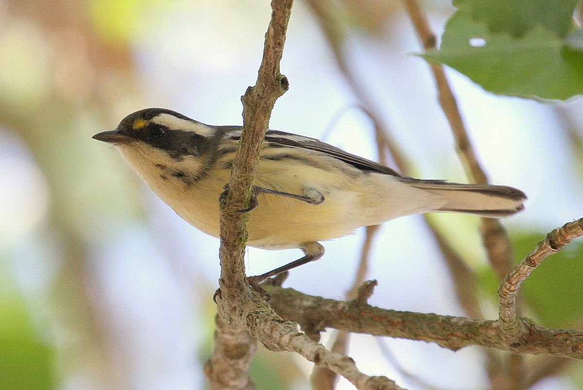 Black-throated Gray Warbler - ML132836551