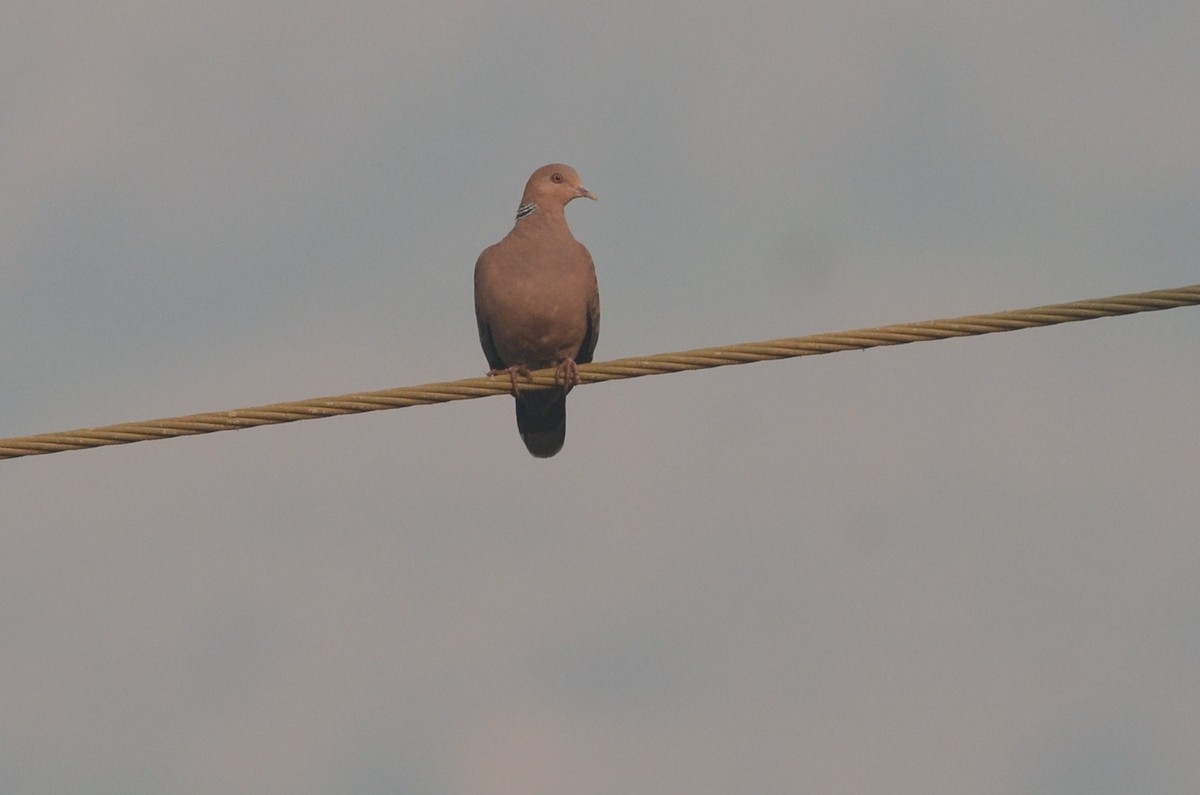 Oriental Turtle-Dove - Chirag Munje