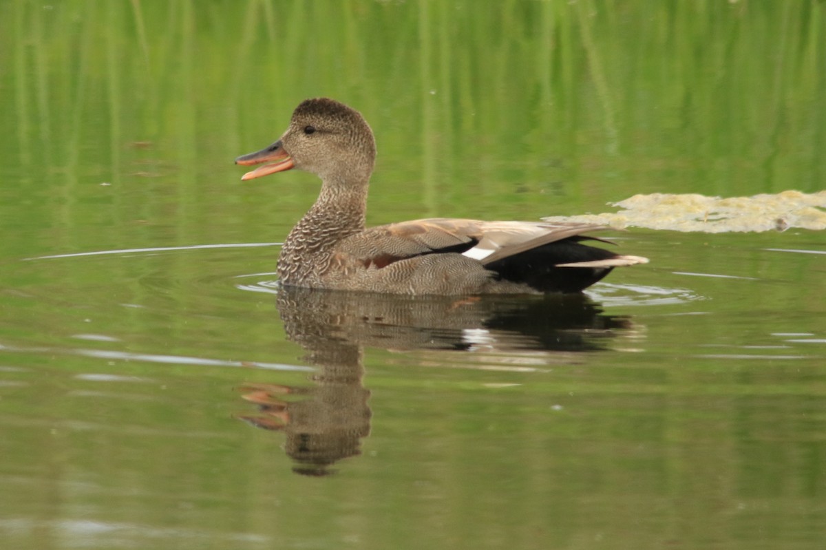 Gadwall - ML132839321