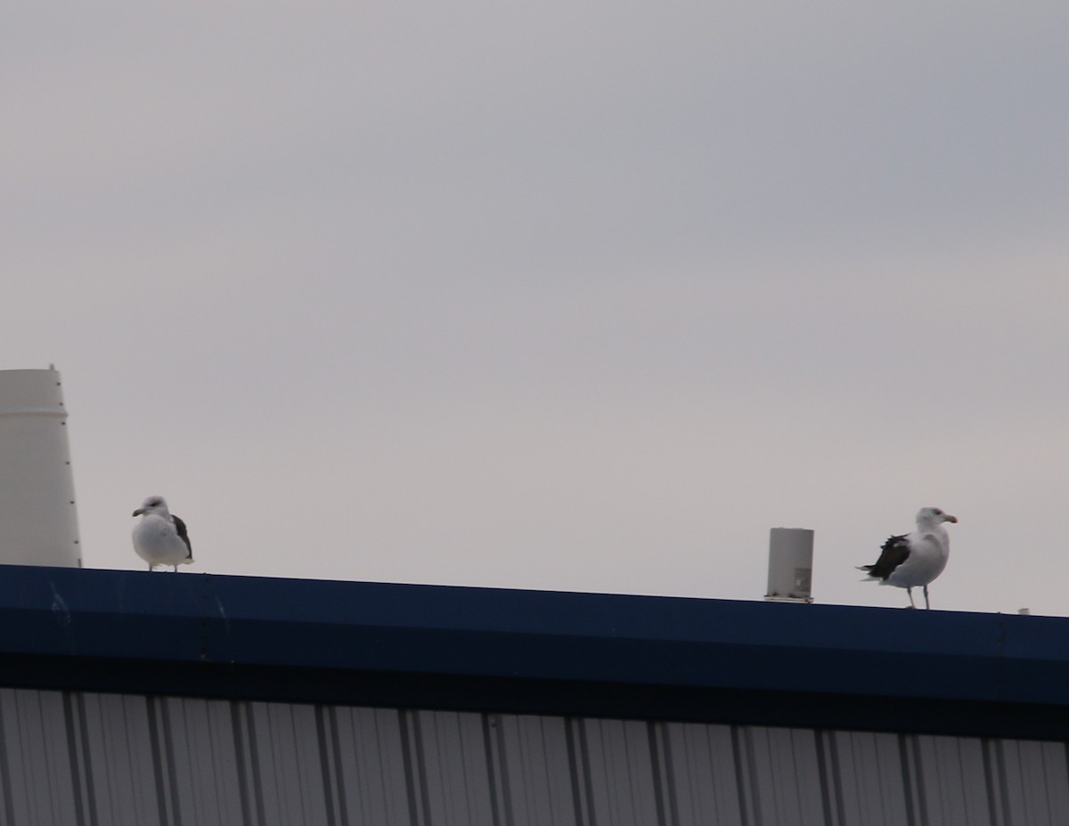 Great Black-backed Gull - Gene Ricks