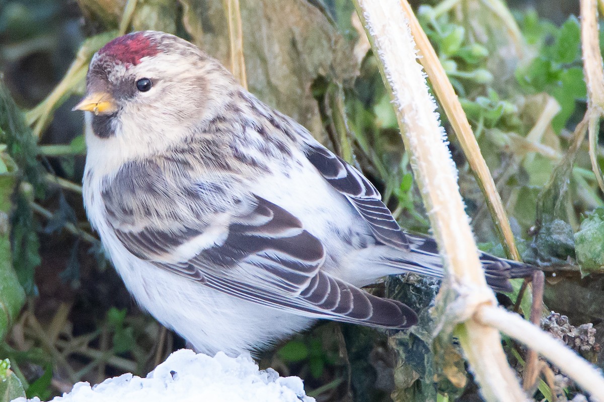 Redpoll (Hoary) - ML132840831