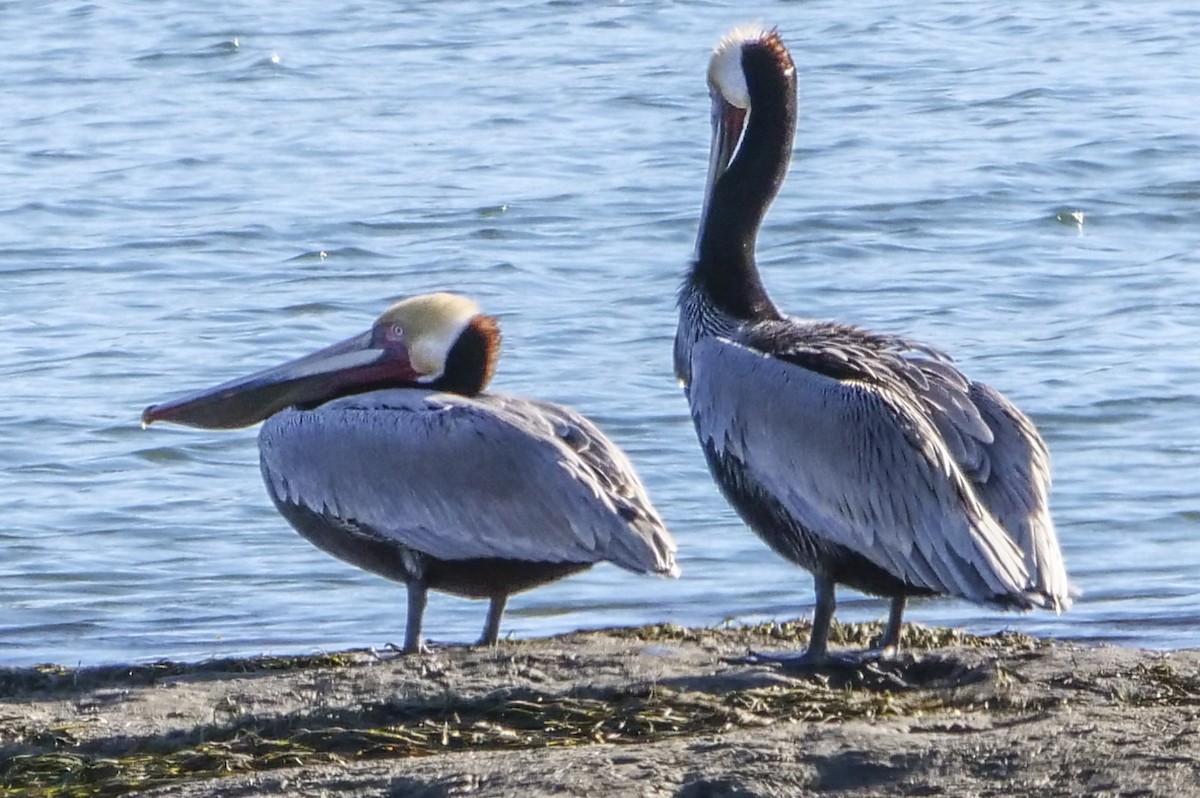 pelikán hnědý - ML132841011