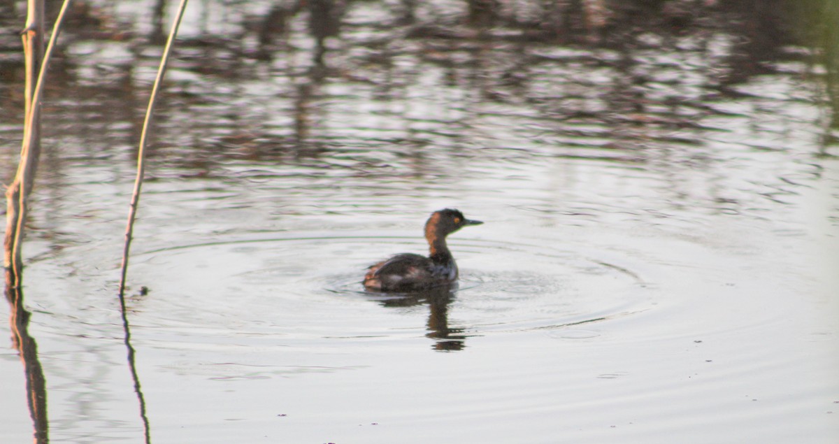 Least Grebe - ML132841071