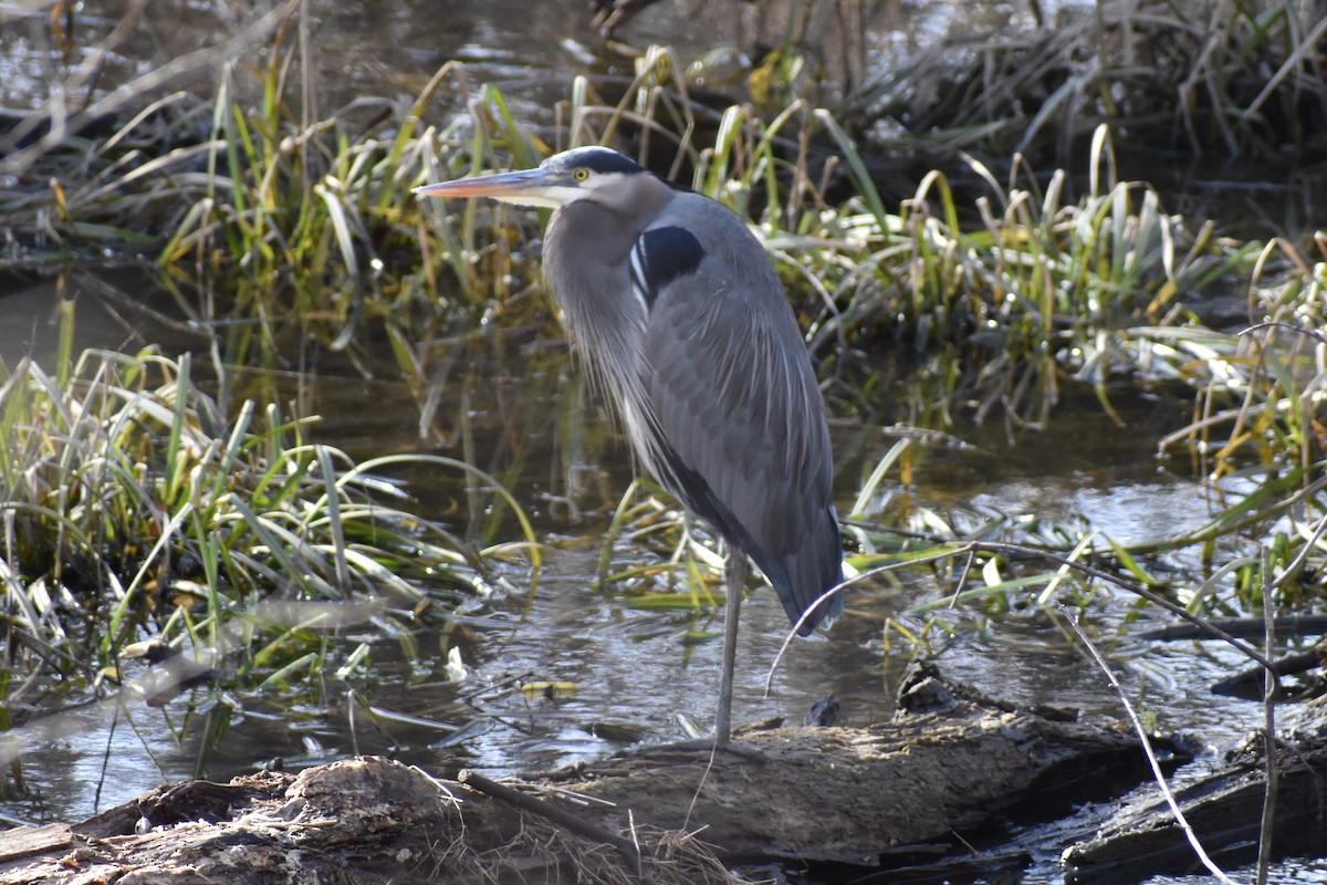 Great Blue Heron - ML132841721