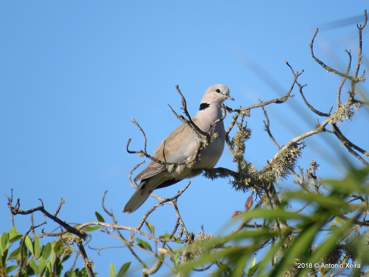 Ring-necked Dove - ML132842291