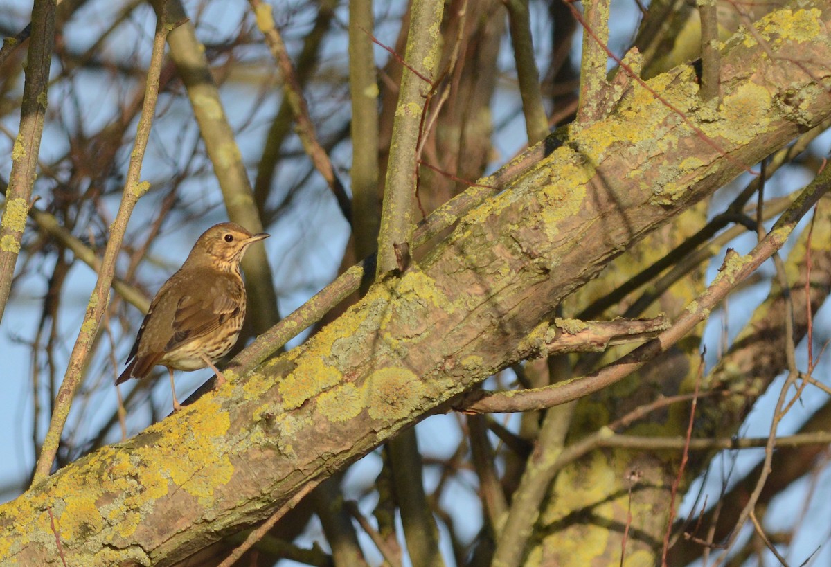 Birigarro arrunta - ML132842491