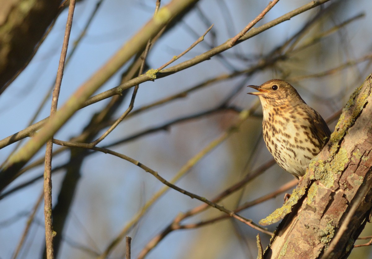 Birigarro arrunta - ML132842571