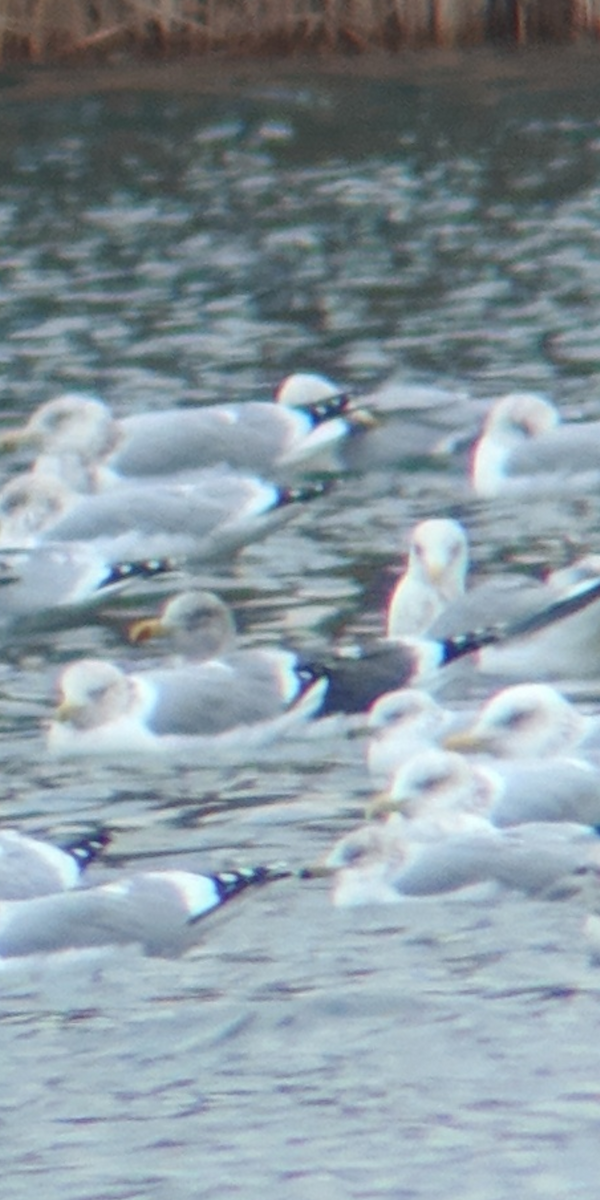 Slaty-backed Gull - ML132843061