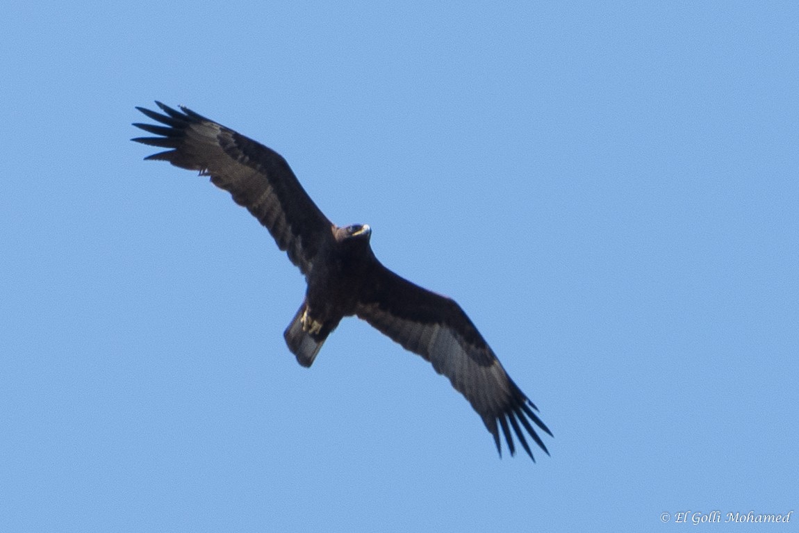 Wahlberg's Eagle - El Golli  Mohamed