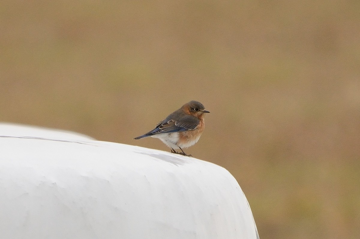 Eastern Bluebird - ML132844341