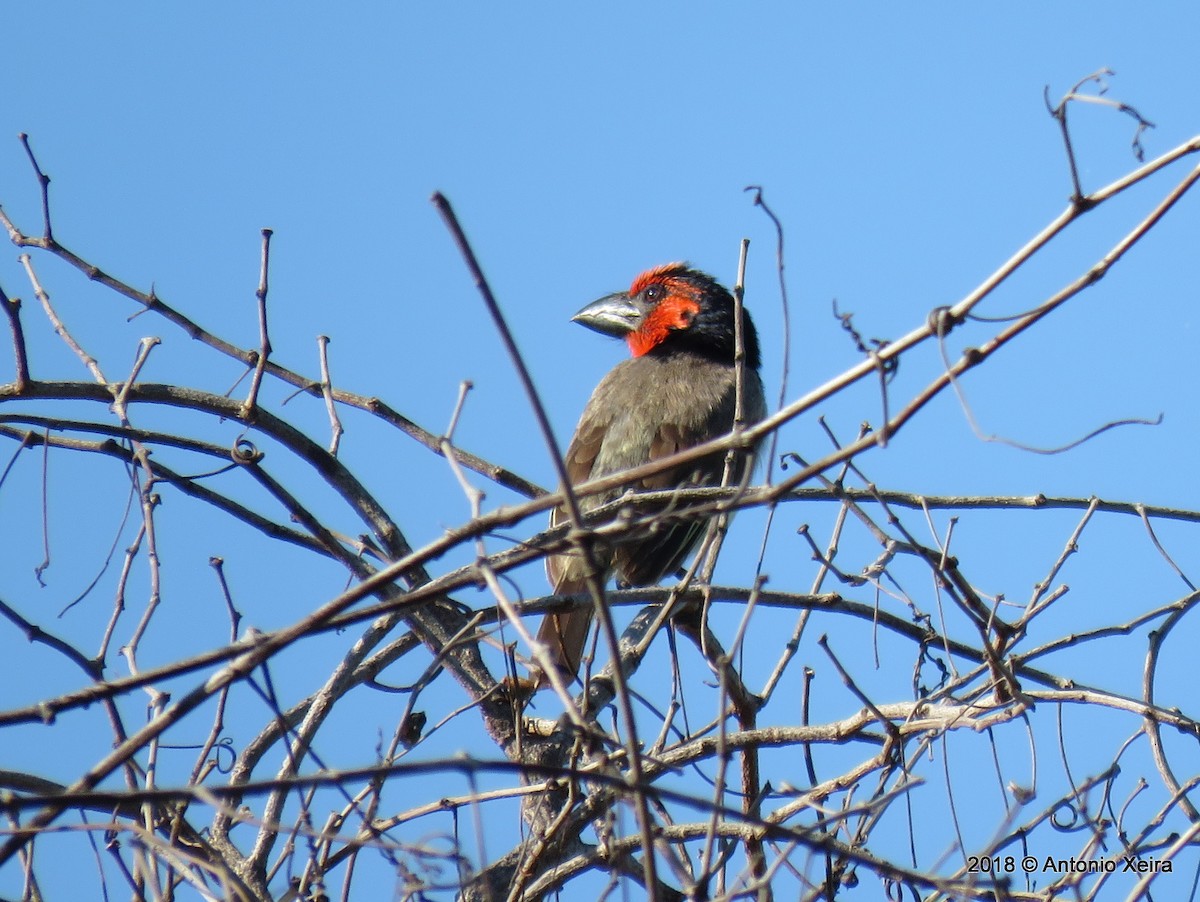 Black-collared Barbet - ML132844711