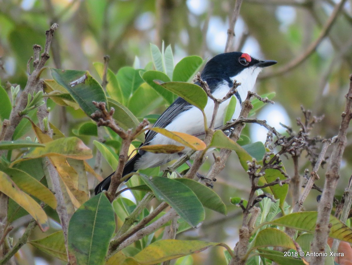 Black-throated Wattle-eye - ML132845111