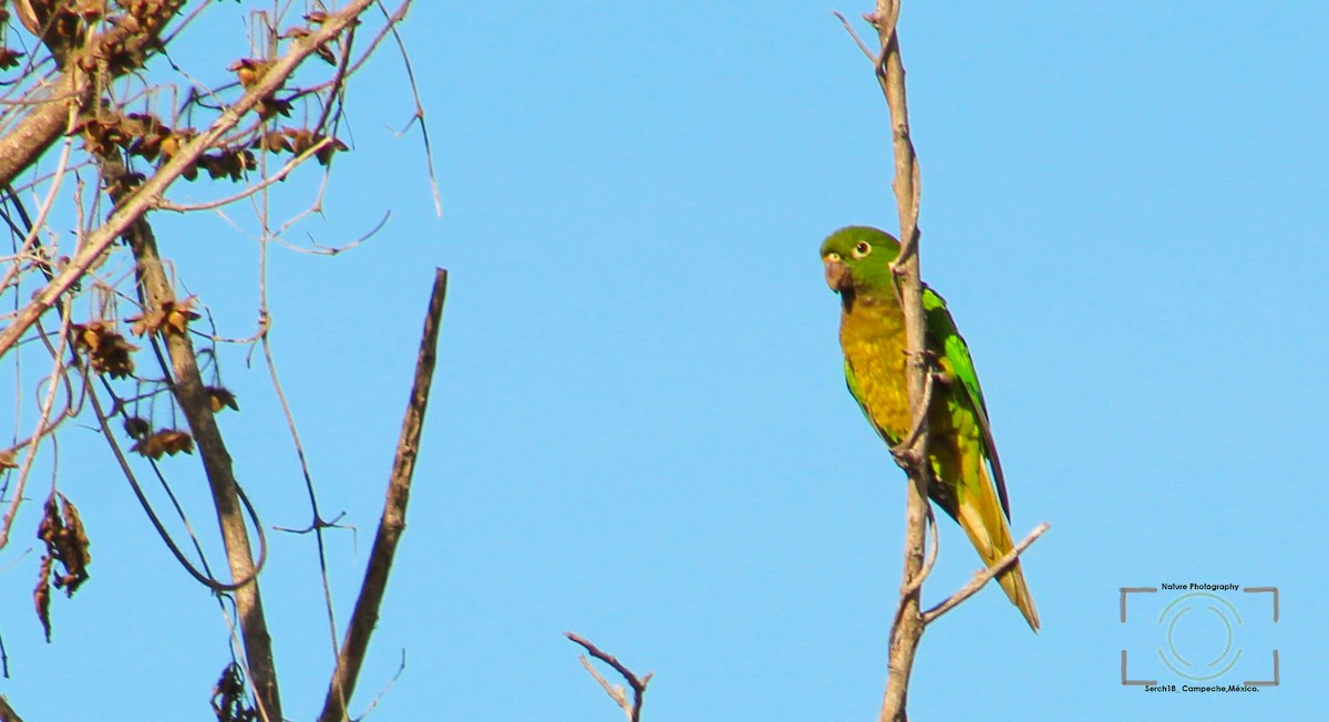 Olive-throated Parakeet - ML132845591