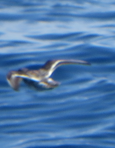 Red-necked Phalarope - Mark Burns