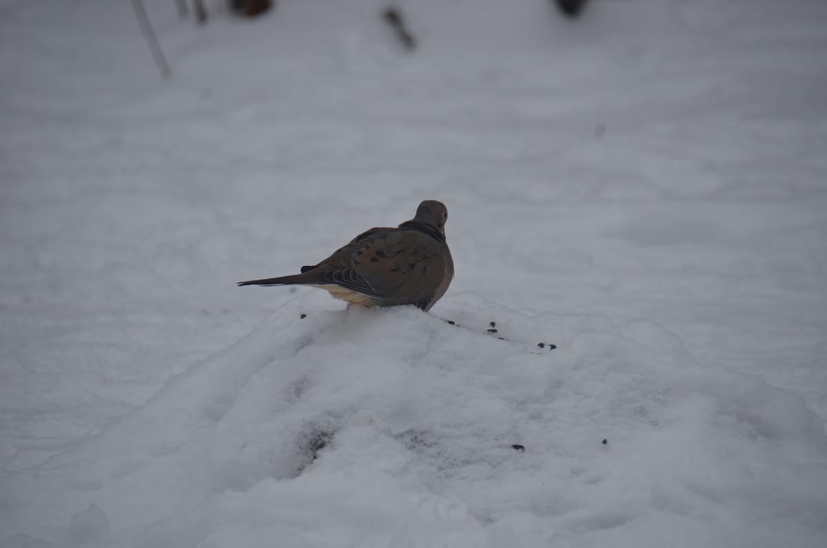 Mourning Dove - Jan Przybylo