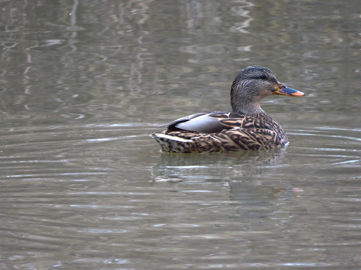 Mallard - ML132846491