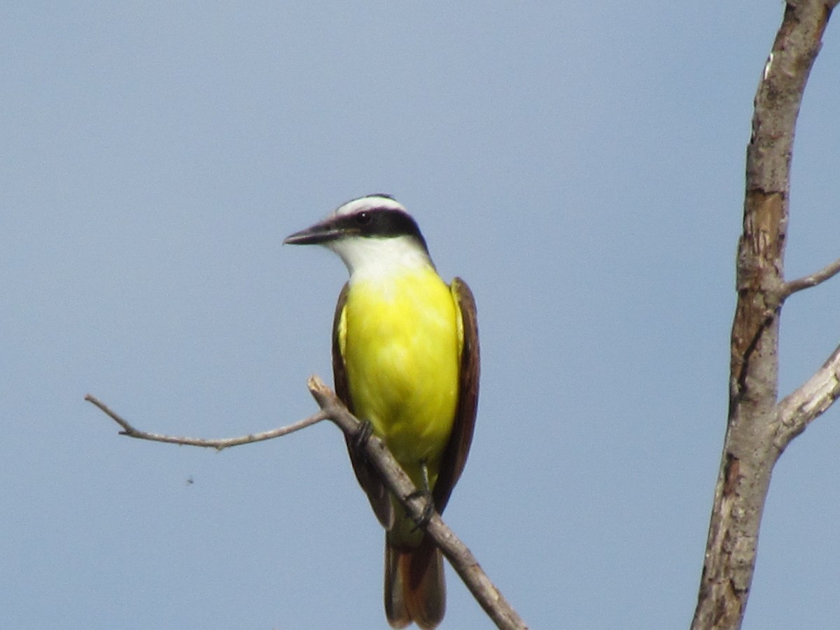 Great Kiskadee - ML132846741