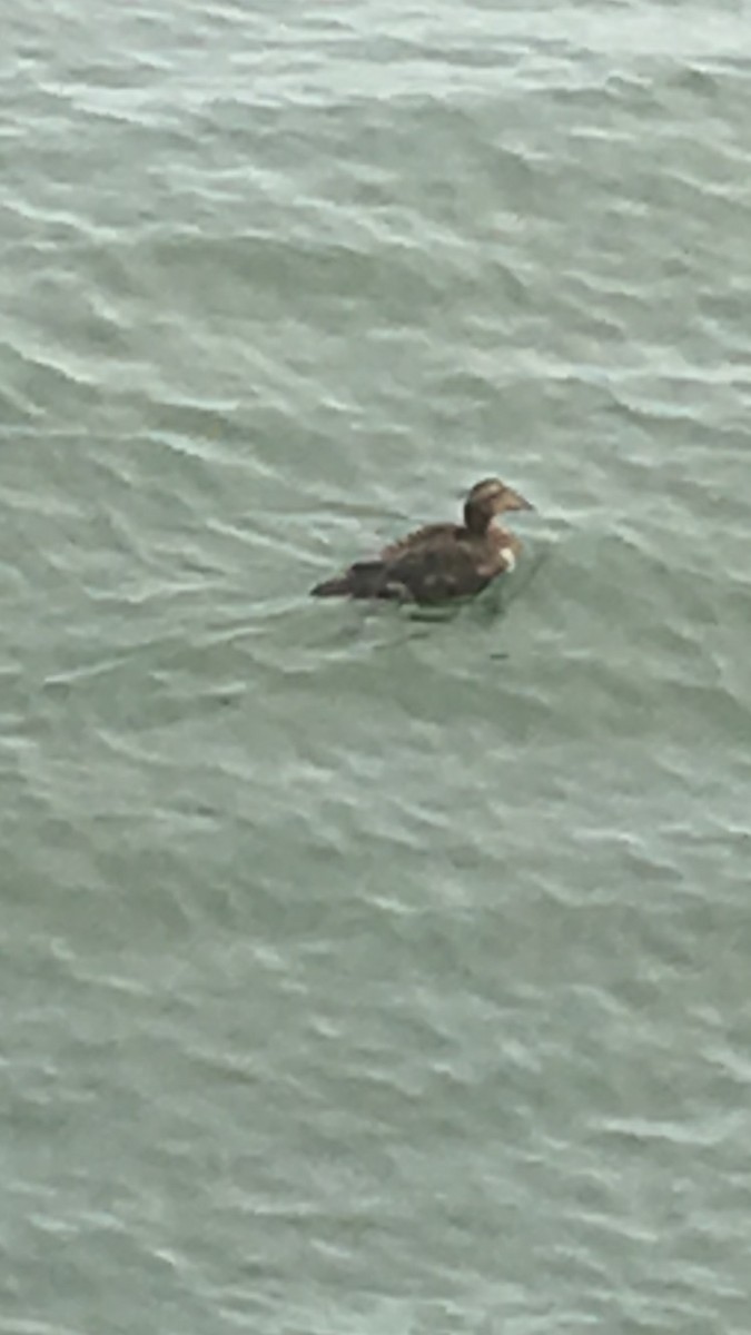 Common Eider - ML132847171