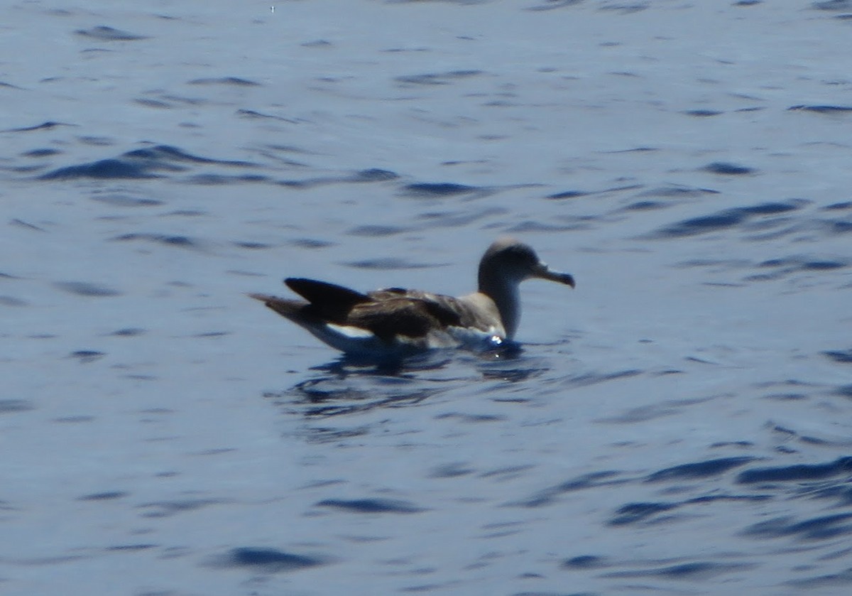 Cory's Shearwater - Mark Burns