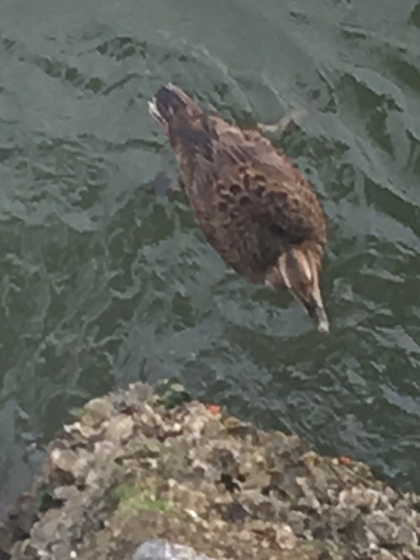 Common Eider - ML132847211