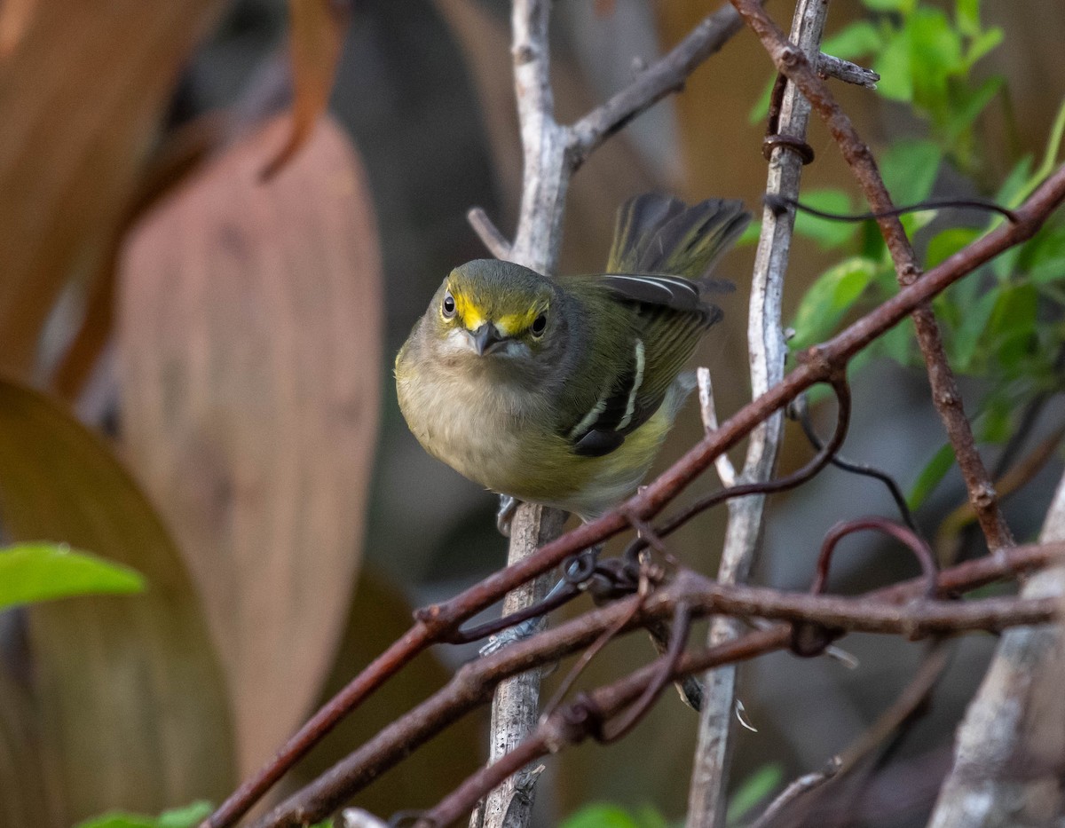 White-eyed Vireo - David Hall