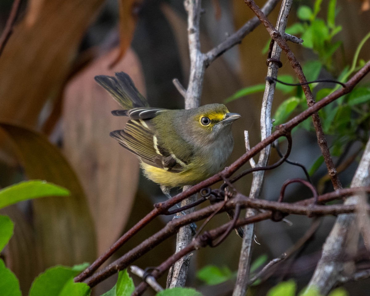 Weißaugenvireo - ML132847231