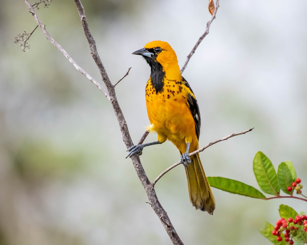 Spot-breasted Oriole - David Hall