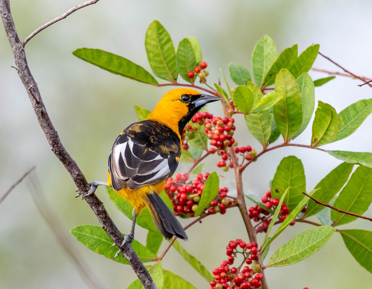 Spot-breasted Oriole - David Hall