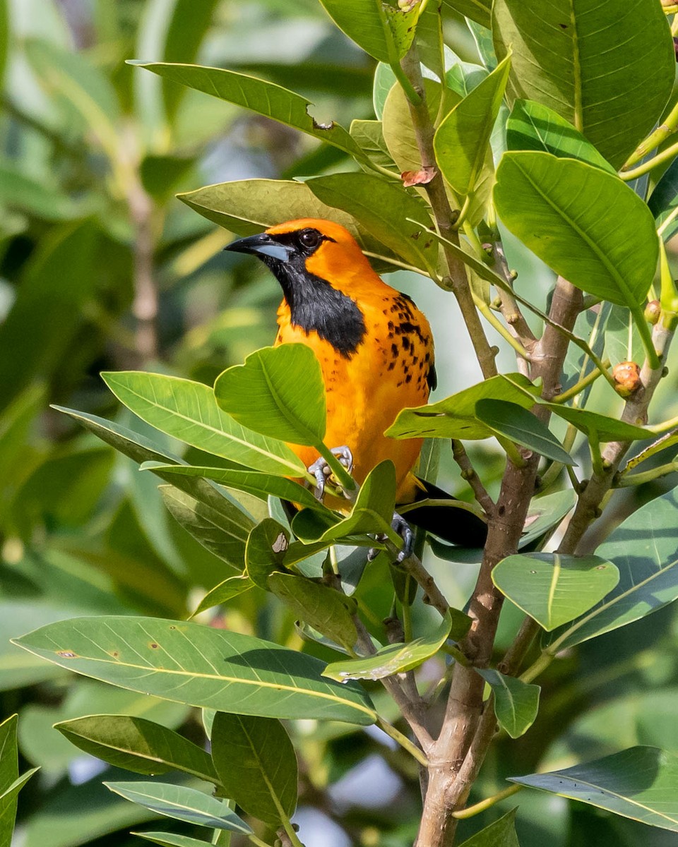 Spot-breasted Oriole - David Hall