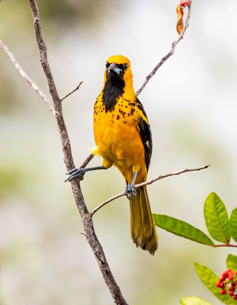 Oriole maculé - ML132847911