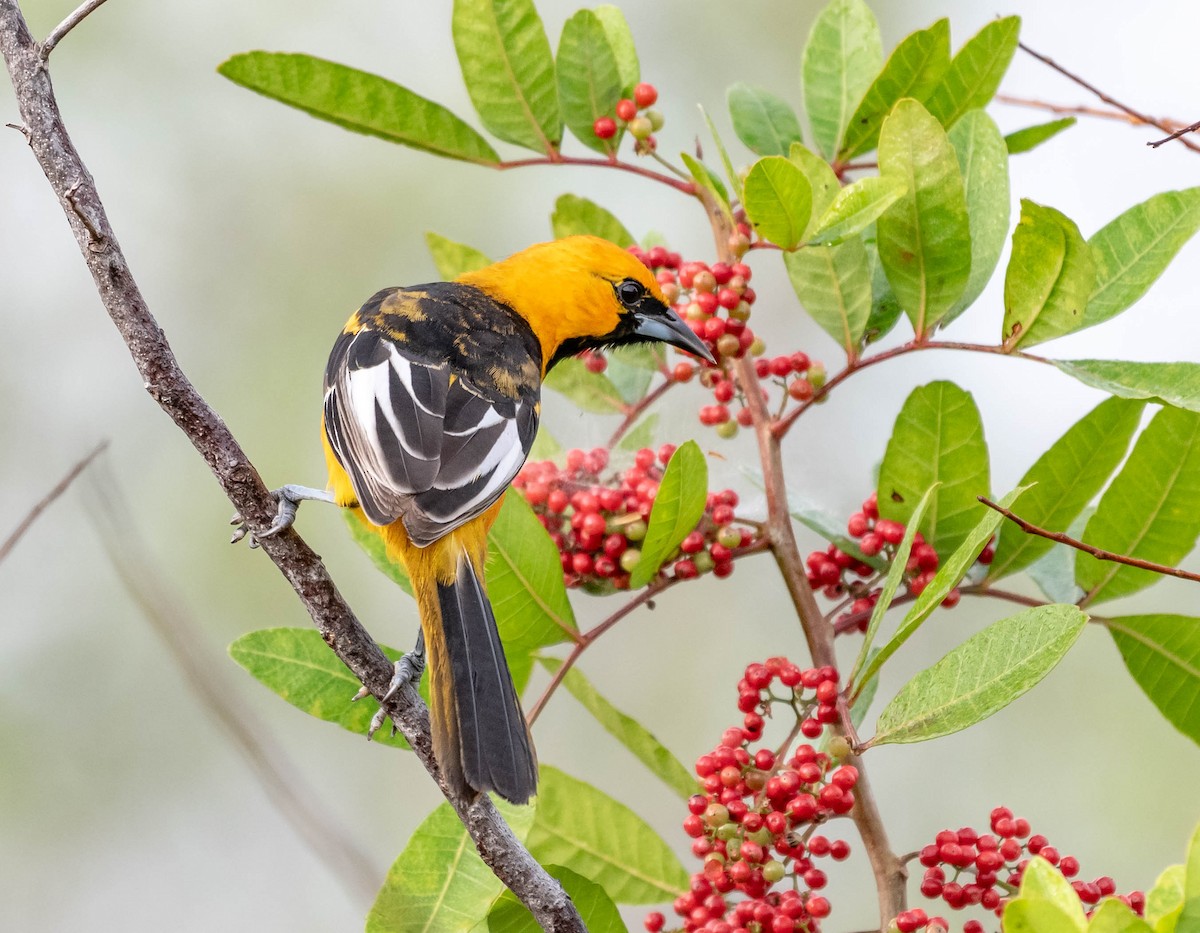 Spot-breasted Oriole - David Hall