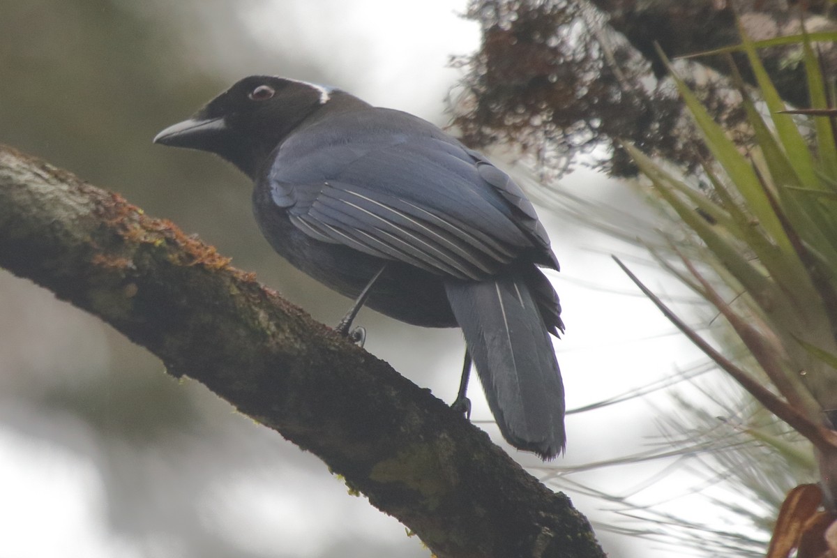 Azure-hooded Jay - Fabio Olmos