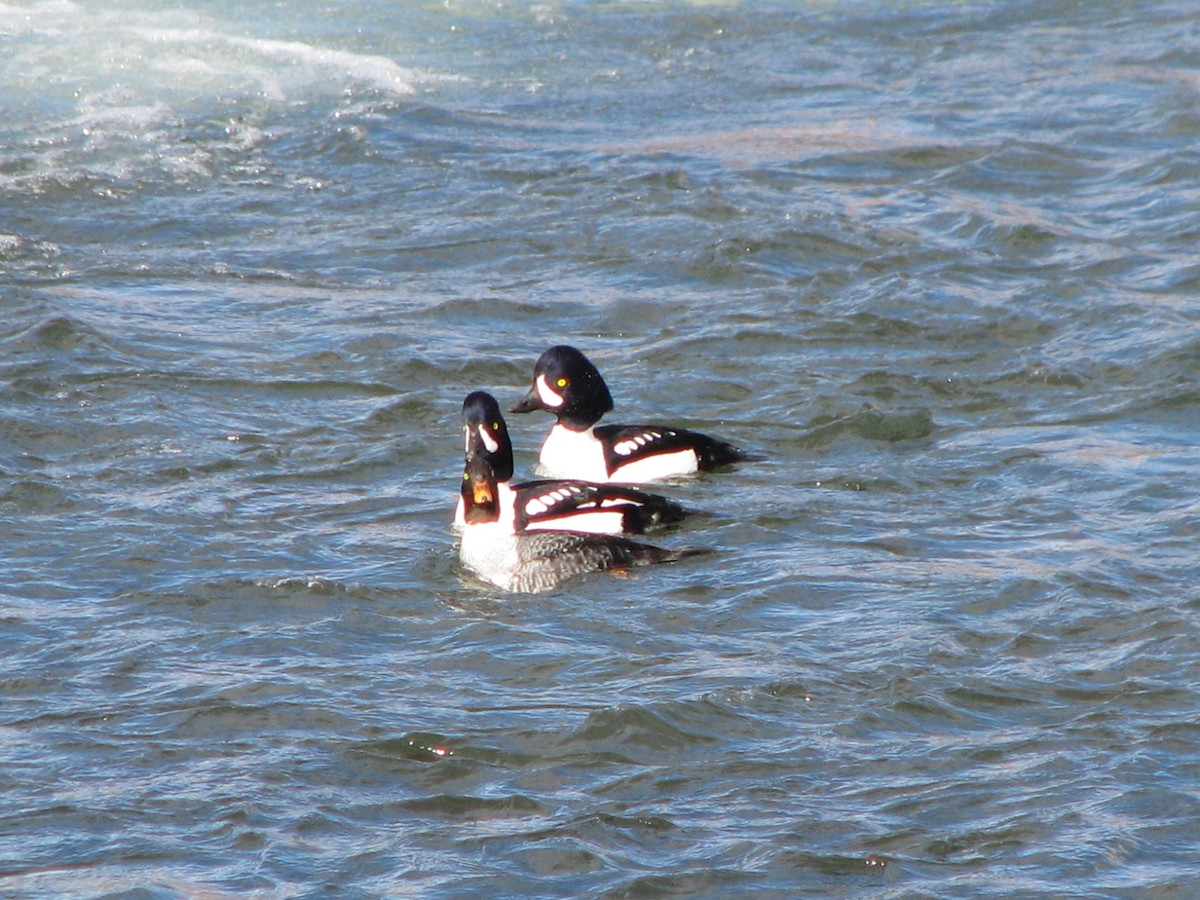 Barrow's Goldeneye - ML132848571