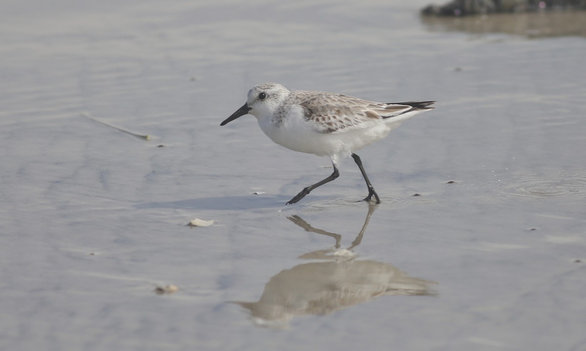 Sanderling - ML132849251